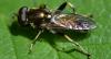 Xylota segnis